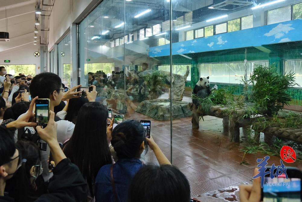  广州动物园“顶流”大熊猫受到市民热捧。