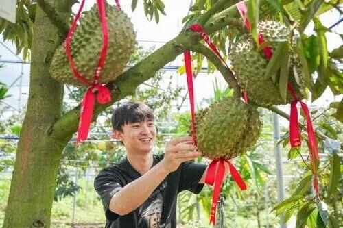 技术人员穿梭在棵棵榴莲树之间，管护即将成熟的榴莲。图/海南日报