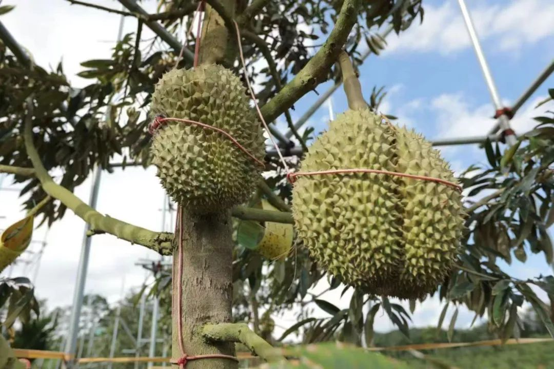 海南榴莲 图/海南日报