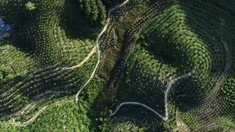 三亚市育才生态区的榴莲种植基地（无人机照片）。新华社发