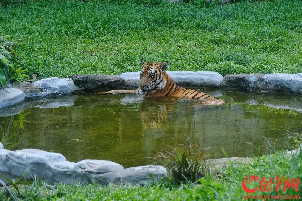  老虎悠闲泡澡