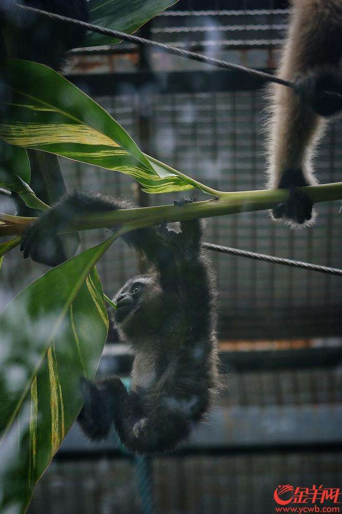  广州动物园小明星——东白眉长臂猿“猿胜”