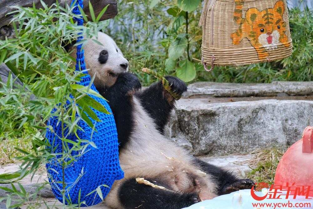  广州动物园的“顶流”熊猫兄妹