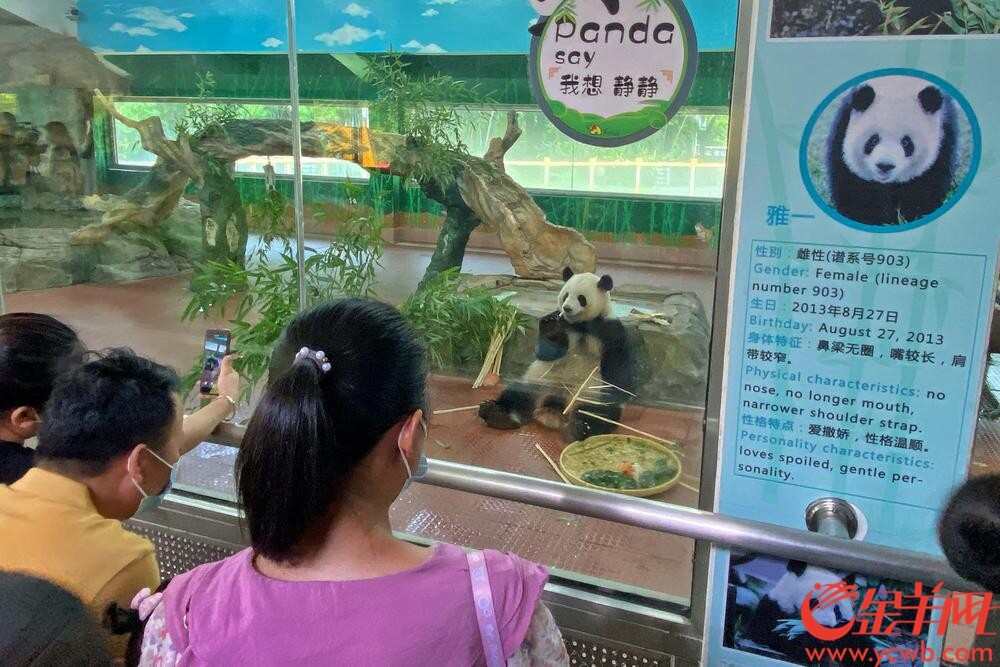  每逢节假日，熊猫馆人气旺