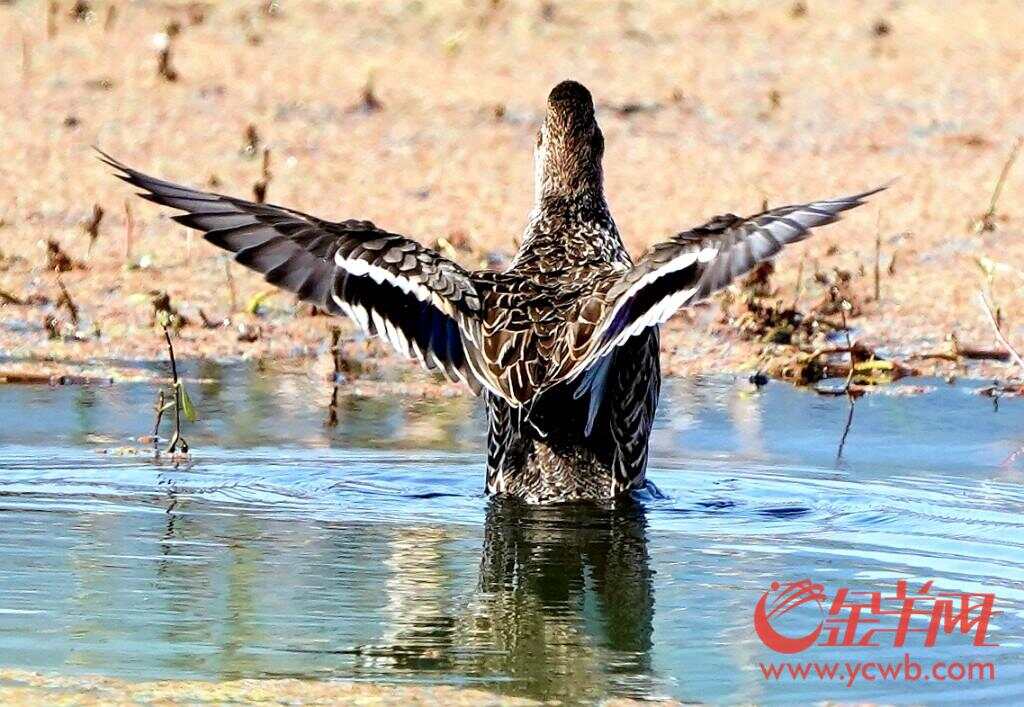 1704541557722633.jpg downloadjpg (9).jpg