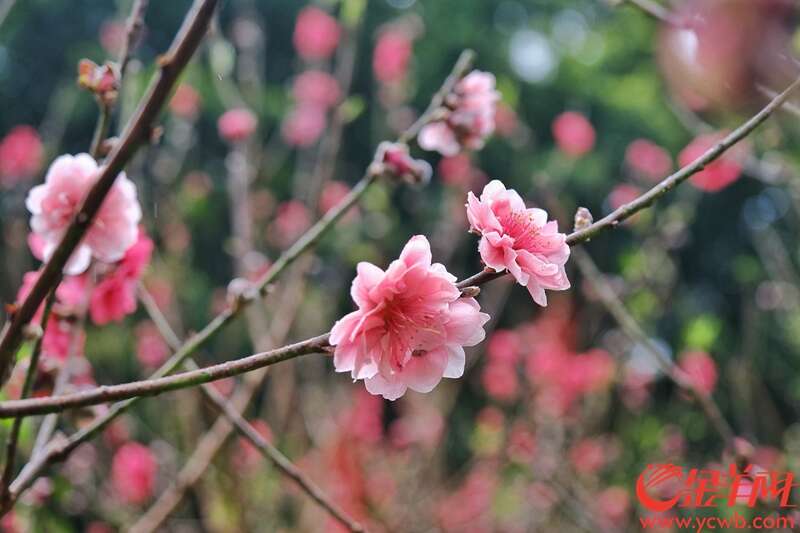  白云山桃花涧的桃花迎春盛放