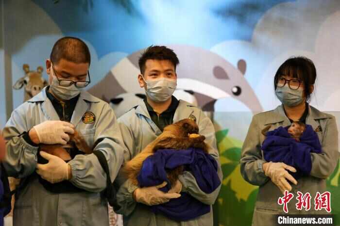 广州长隆野生动物世界全新动物幼儿园27日开园，各种动物“萌宝”齐亮相。图为“萌宝”依偎在保育员怀中。陈骥旻 　摄