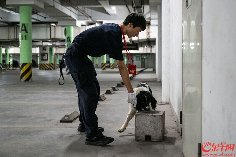 警犬搜查停车场，155万平方米展馆都是它们的工作范围