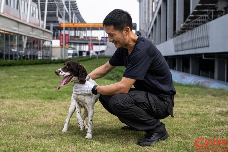 工作间隙，警犬在草地上休息，恢复体力