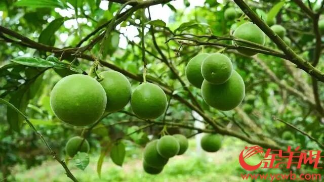 化橘红果