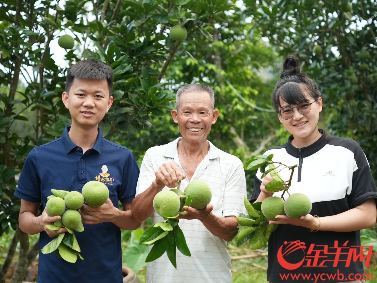 廖志略（左一）和化橘红种植户在田间