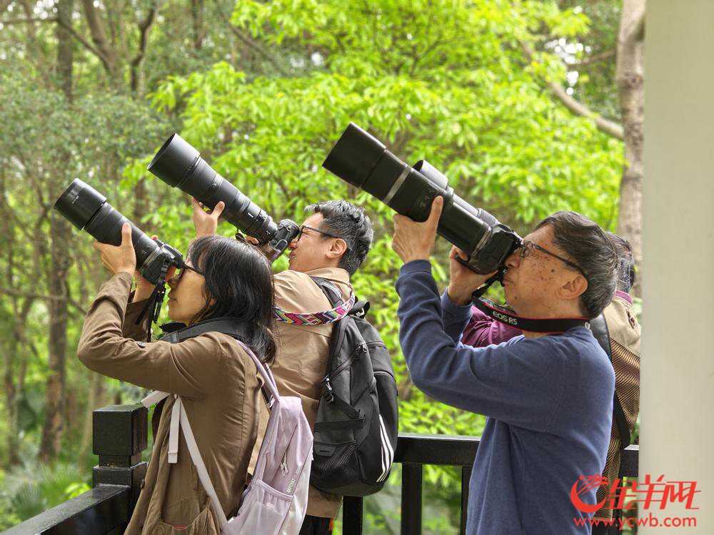 作为离鸟儿们最近的人,鸟友总能第一时间发现公园变化 孙牧摄 作为离鸟儿们最近的人,鸟友总能第一时间发现公园变化 孙牧摄